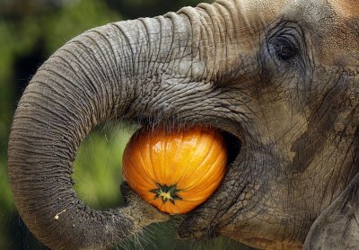 Elephant eating.jpg